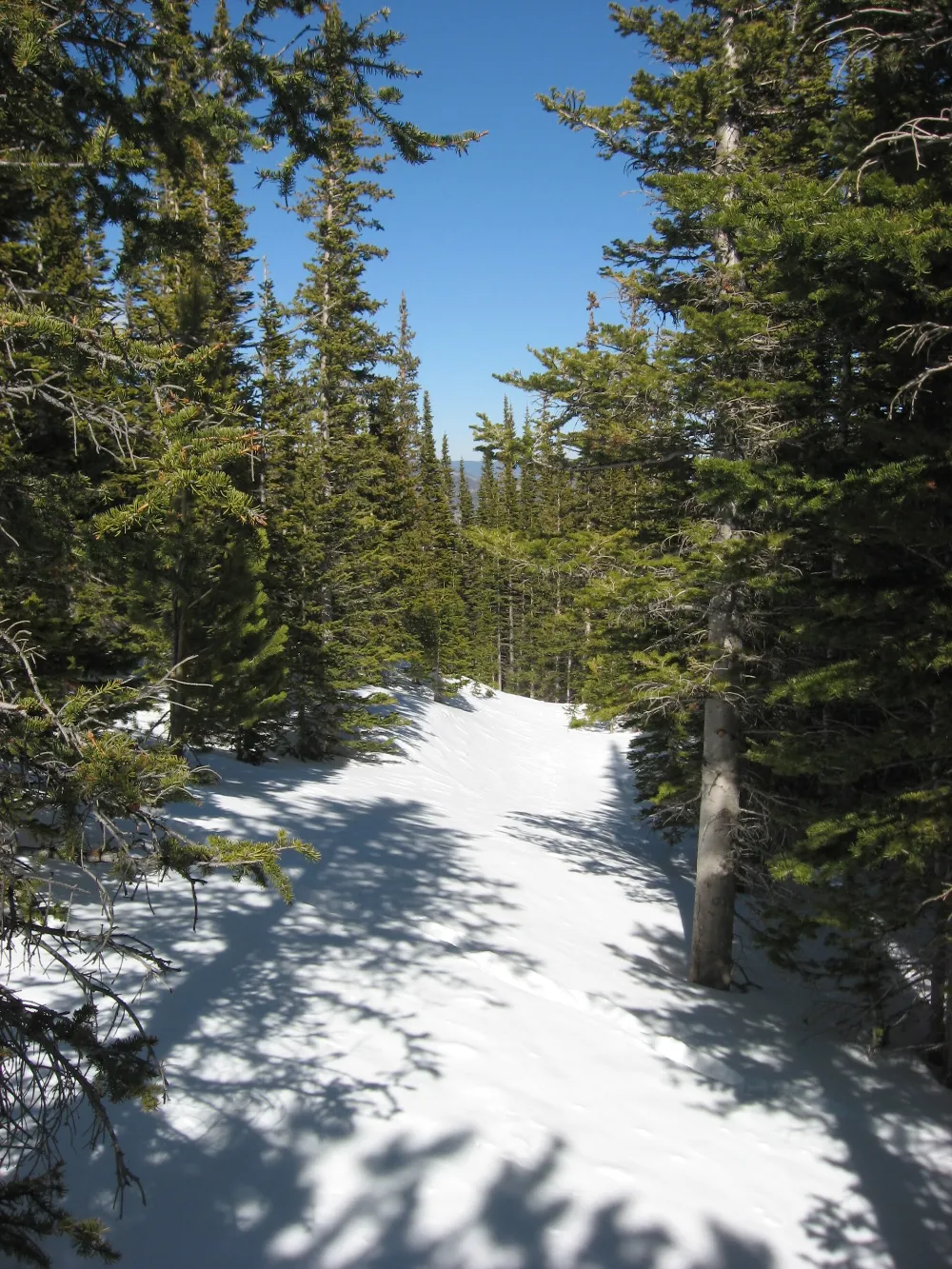 A snowy trail through evergreen forest